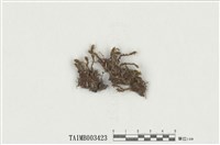 藏品(短葉苔屬)的圖片